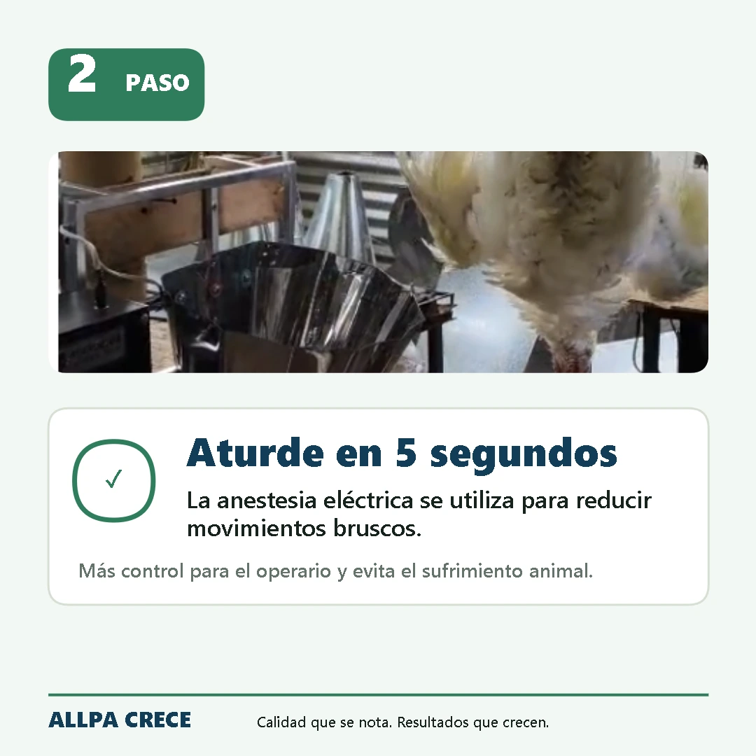 Crecimiento por etapas con aturdidores Allpa Tech